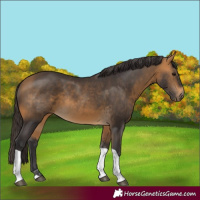 Horse Color:Buckskin Tobiano 