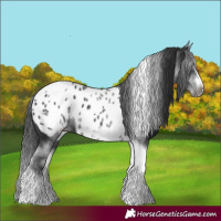Horse Color:White Spotted Black Splash Tobiano Frame Near Leopard 