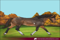 Horse Color:Buckskin Tobiano 