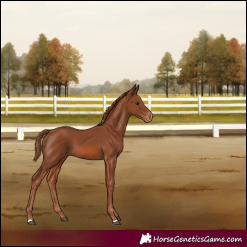 Horse Color:Chestnut Appaloosa 