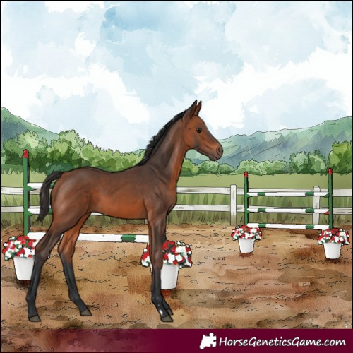Horse Color:Bay 