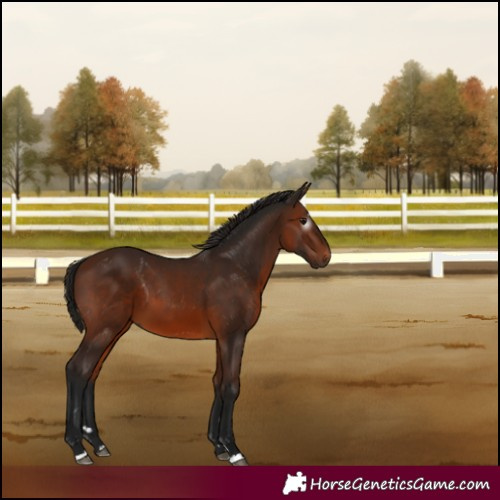 Horse Color:Gray Bay 