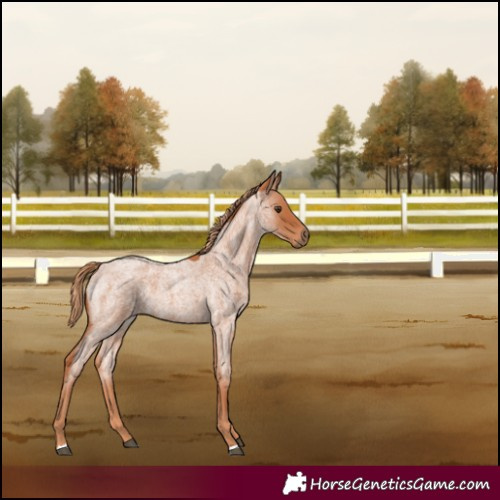 Horse Color:Red Roan 