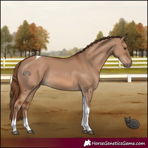Horse Color:Red Dun Tobiano Rabicano 