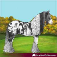 Horse Color:White Spotted Black Splash Tobiano Appaloosa 