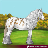 Horse Color:Buckskin Appaloosa 