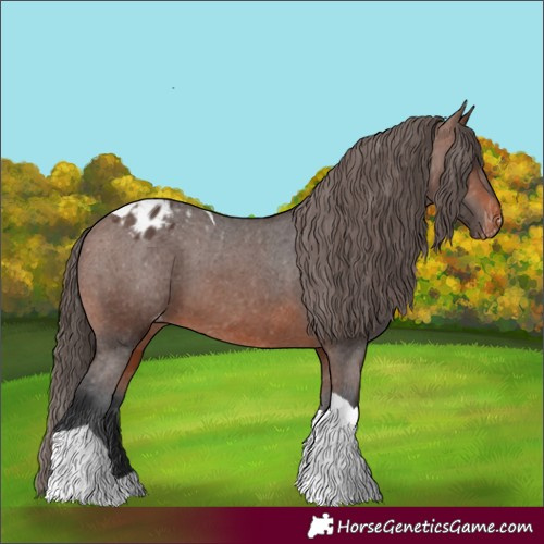 Horse Color:Brown Tobiano Appaloosa 