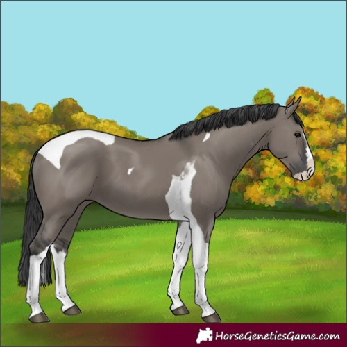 Horse Color:Grullo Splash Tobiano