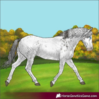 Horse Color:White Spotted Grullo Splash Tobiano Frame Appaloosa 