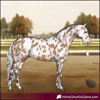Horse Color:Silver Brown Dun Appaloosa 
