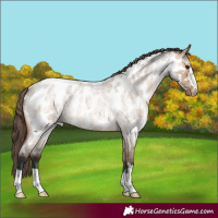 Horse Color:Brown Roan Dun Appaloosa 