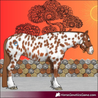 Horse Color:Chestnut Appaloosa 