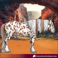 Horse Color:Chestnut Appaloosa 