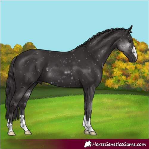 Horse Color:Smoky Black 