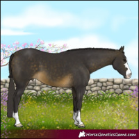 Horse Color:Buckskin 