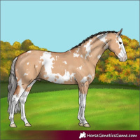 Horse Color:White Spotted Bay Dun Splash 