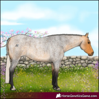 Horse Color:Silver Buckskin Roan 