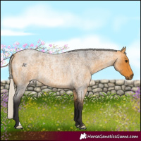 Horse Color:Silver Buckskin Roan 