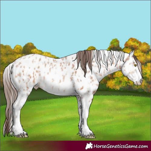 Horse Color:Amber Champagne Sabino Tobiano Leopard  and Amber Champagne Sabino Tobiano Leopard 