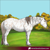 Horse Color:Amber Champagne Sabino Tobiano Leopard  and Amber Champagne Sabino Tobiano Leopard 