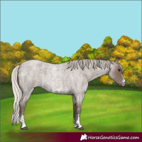 Horse Color:Silver Blue Roan Sabino 