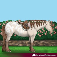 Horse Color:Sable Champagne Dun Appaloosa 