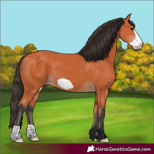 Horse Color:Bay Frame 