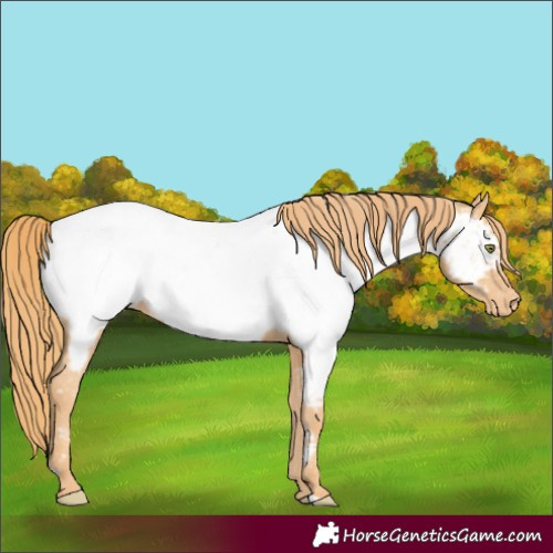 Horse Color:Gold Champagne Appaloosa 
