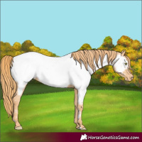 Horse Color:Gold Champagne Appaloosa