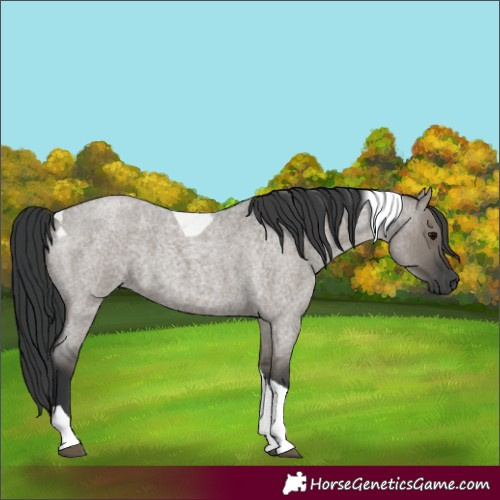 Horse Color:Grullo Roan Tobiano 