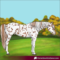 Horse Color:Chestnut Tobiano Appaloosa 