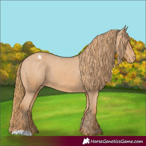 Horse Color:Chestnut Appaloosa 