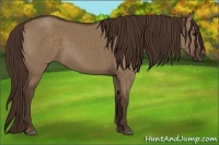 Horse Color:Liver Red Dun 
