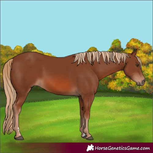 Horse Color:Chestnut 