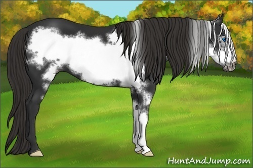 Horse Color:Liver Chestnut Frame 
