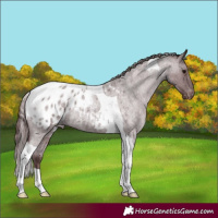 Horse Color:Chocolate Blue Roan Tobiano Appaloosa 