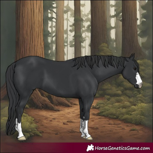 Horse Color:Black 
