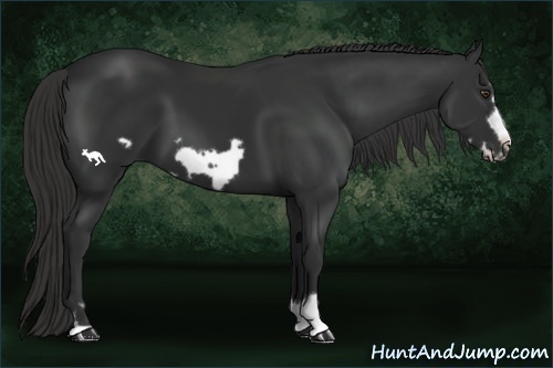 Horse Color:Liver Chestnut Frame 