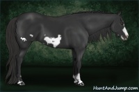 Horse Color:Liver Chestnut Frame