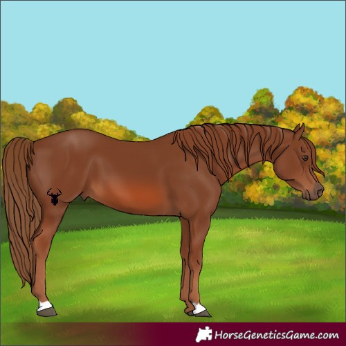 Horse Color:Chestnut 