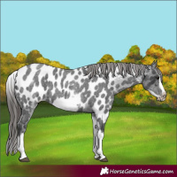 Horse Color:White Spotted Blue Roan Splash Frame Appaloosa 