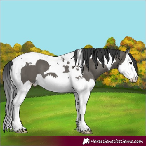Horse Color:Grullo Splash Tobiano