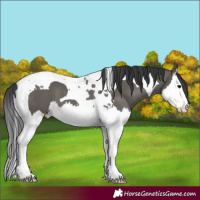 Horse Color:Grullo Splash Tobiano 