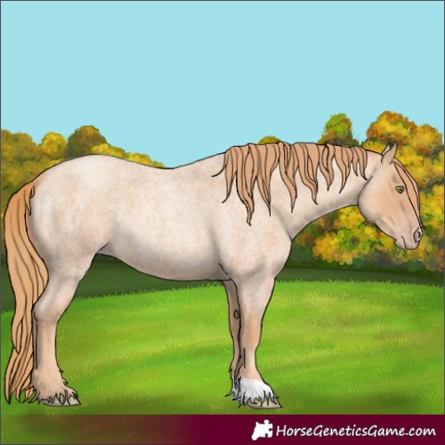 Horse Color:Gold Champagne Roan 