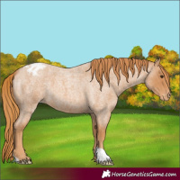 Horse Color:Red Roan Appaloosa 