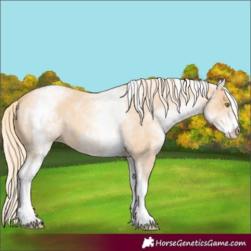 Horse Color:White Spotted Gold Champagne Roan