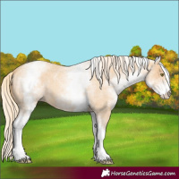 Horse Color:White Spotted Gold Champagne Roan