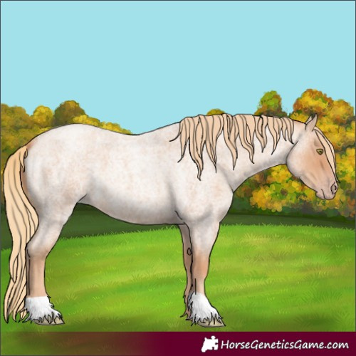 Horse Color:Gold Champagne Roan