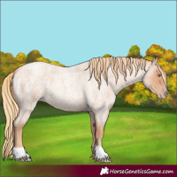 Horse Color:Gold Champagne Roan 
