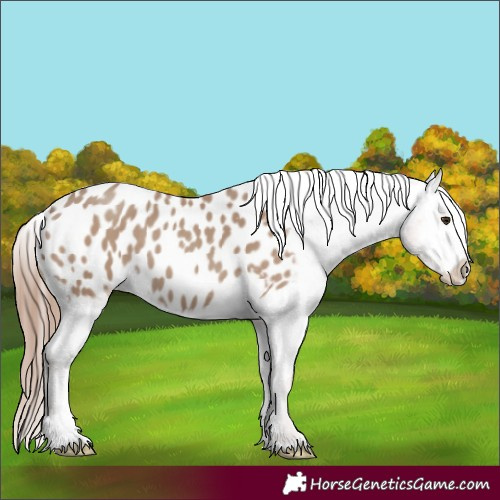 Horse Color:Classic Champagne Appaloosa 